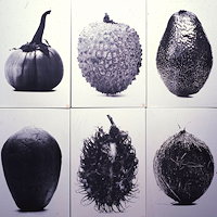 protocol fruits